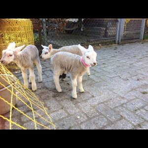Zorgboerderij Noorderend image 2