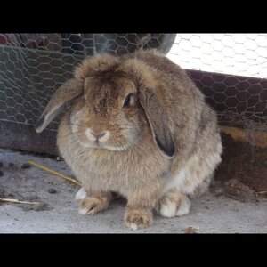 Zorgboerderij Noorderend image 3