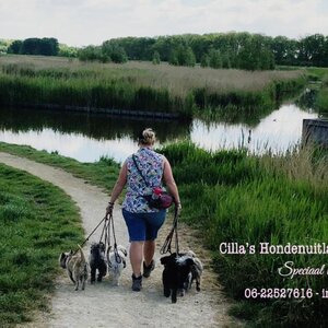 Cilla’s Hondenuitlaatservice image 2