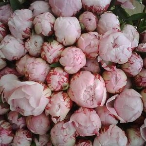 Spaansen Bloemen V.O.F. image 2