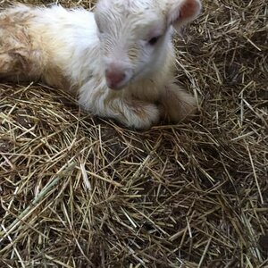 Kaasmakerij Utopia image 1