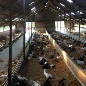 Kaasmakerij Utopia image 2