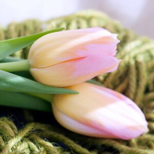 Bloembinderij Waldervaart image 1