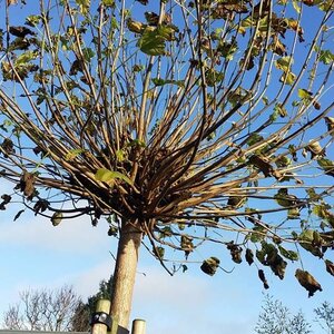 Hoveniersbedrijf Hemmes image 2