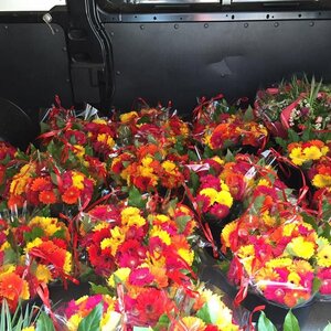 Groot in Groen image 5