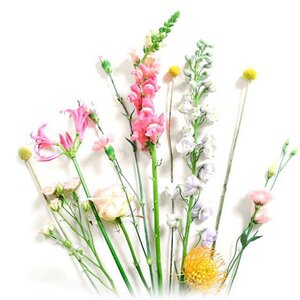 Pimpernel Bloembinderij image 6