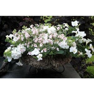 De Vier Seizoenen image 2