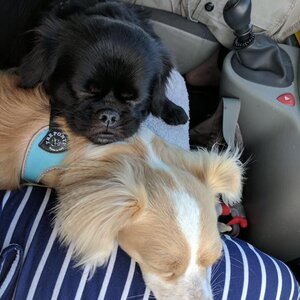 Hondenuitlaatservice Anouska image 4