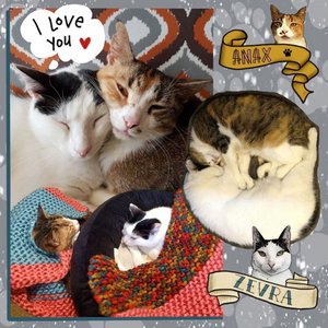 DigiBeet en Katten Café image 4