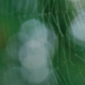 Ongediertebestrijding Volendam Wespvrij image 1