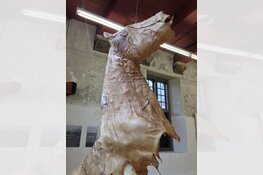 Schijnbare schoonheid