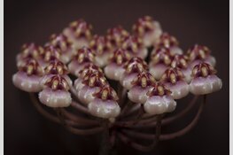 Indische Pracht – Bloemen van de VOC van Dennis A-Tjak