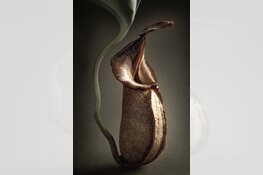 Indische Pracht – Bloemen van de VOC van Dennis A-Tjak