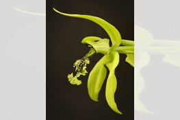 Indische Pracht – Bloemen van de VOC van Dennis A-Tjak