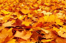 Kom speuren naar herfstcadeautjes!