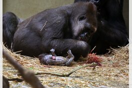 Gorilla geboren in ARTIS