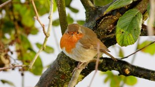Help de vogels de winter door!