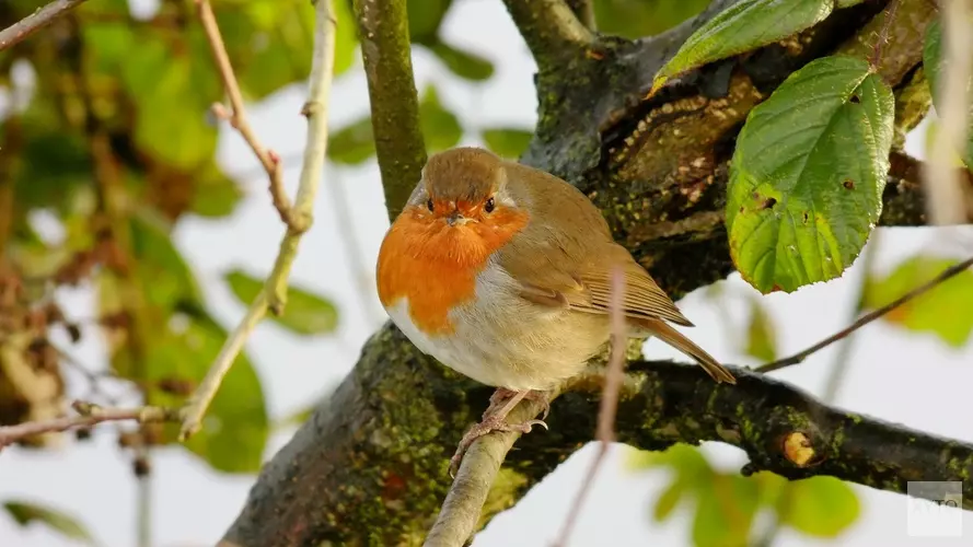 Help de vogels de winter door!