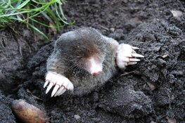 Snoepen van de aarde