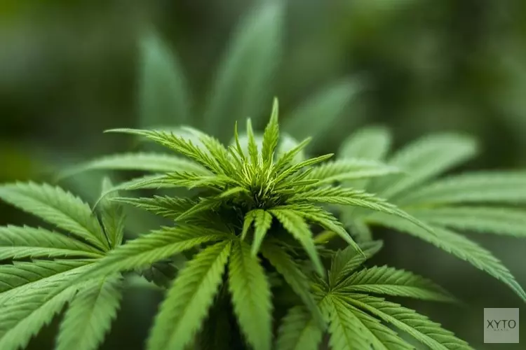 Burgemeester sluit drugswoning