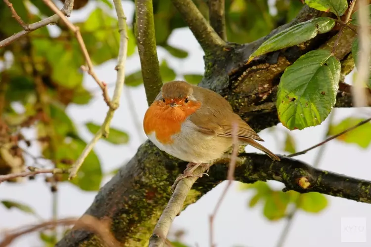 Help de vogels de winter door!