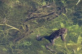 Let op, ‘gele en oranje hesjes’ beschermen trekkende padden