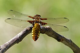 Foto Expo Libellen en Vlinders bij MAK Blokweer