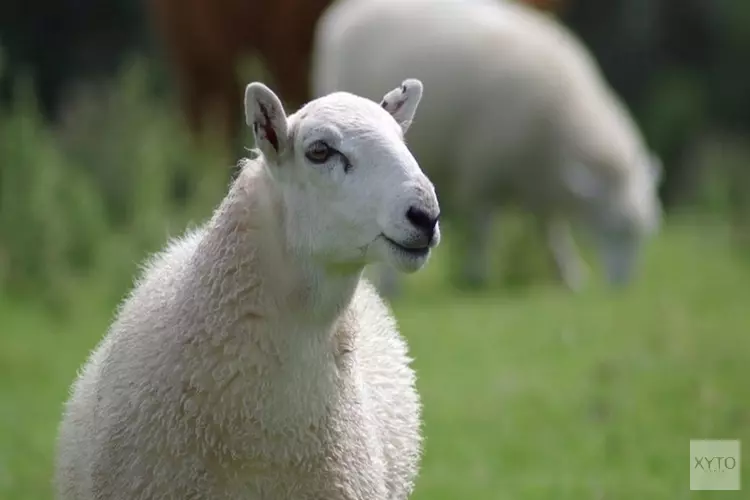 Schapen gaan gras in Hoorn begrazen