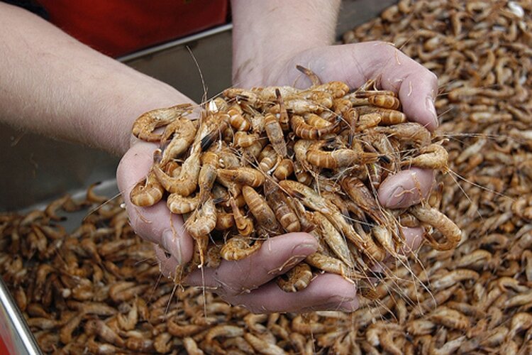 Weekaanbieding bij ZeeVerse Vismarkt Wieringen!