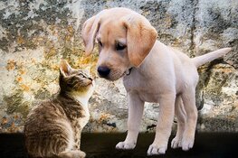Dierendag: hoe is het ontstaan?