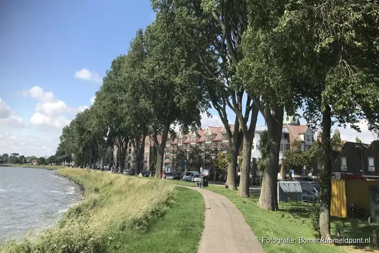 Voorlopig geen kap voor de populieren aan de Westerdijk: maar wel flink snoeien
