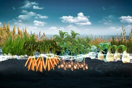 Waterstaat MMCC: Als de zeespiegel stijgt en nieuwe dijken niet meer helpen