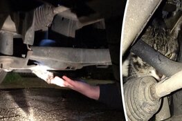 Gewonde kater vlucht en belandt onder motorkap in Hoorn