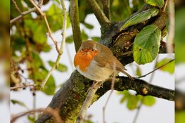 Help de vogels de winter door!