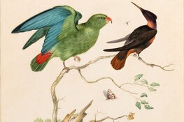 Nieuwe aanwinst Westfries Museum: kleurrijke gouache van Johannes Bronckhorst