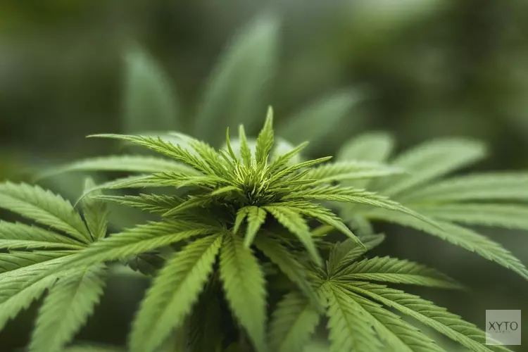 Burgemeester sluit drugswoning Rondeelstraat