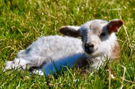 Vier de lente met SPRING!