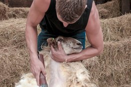 Vier de lente met SPRING!