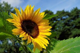 Zomerse zoektocht naar zonnebloemen