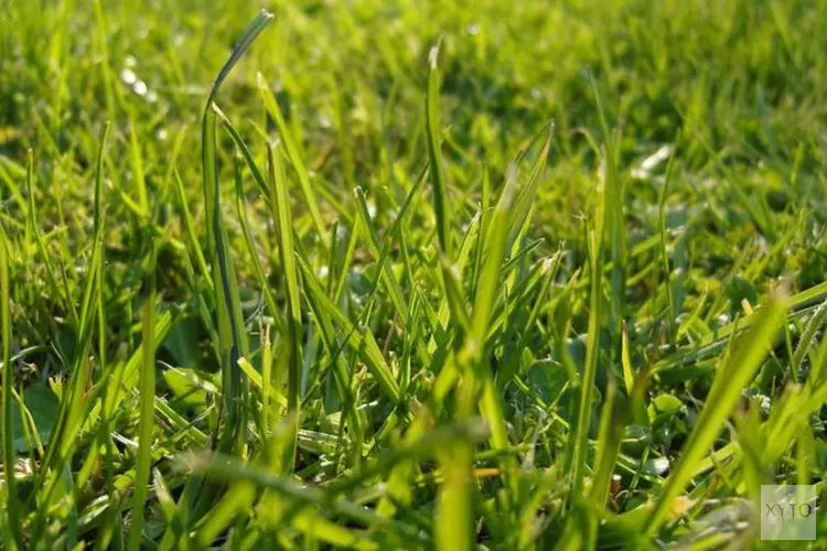 Waarom maait de gemeente niet al het gras en waarom duurt het soms lang?