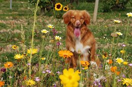 Workshop natuurgeneeskundige EHBO voor huisdieren