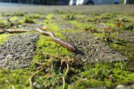 Zintuigelijk onderzoek naar kriebelbeestjes