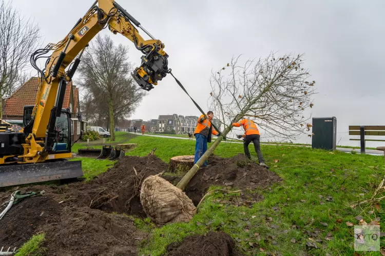 Start planten nieuwe bomen Westerdijk
