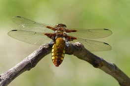 Gezinsactiviteit Libellen & Excursie