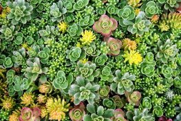 Je woning mooier maken met bomen en planten