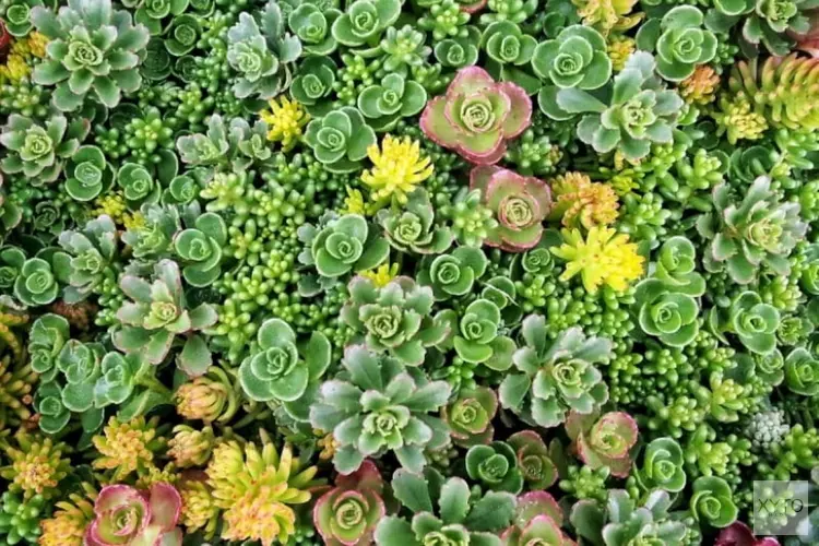 Je woning mooier maken met bomen en planten