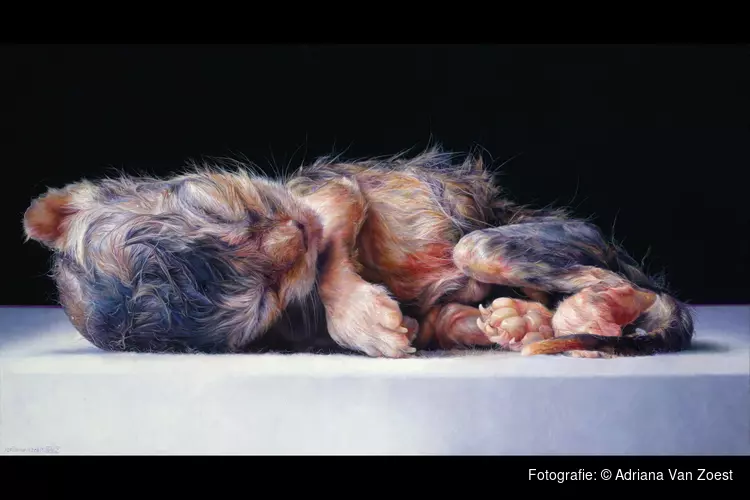 Expositie DIERBAAR over onze relatie met dieren door de eeuwen heen