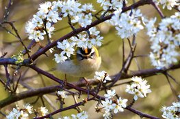 Wek je tuin tot leven op de Natuur- en Levende Tuinen-dag!