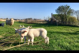 Draadkunst en Lammetjes Namenwedstrijd