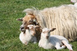 Draadkunst en Lammetjes Namenwedstrijd